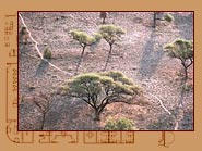 Path Through Acacia Trees